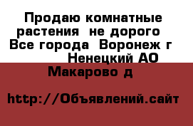 Продаю комнатные растения  не дорого - Все города, Воронеж г.  »    . Ненецкий АО,Макарово д.